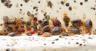 Get Rid Of Bed Bugs Fast