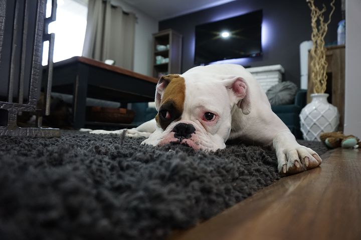 Best way to vacuum bed bugs in carpet