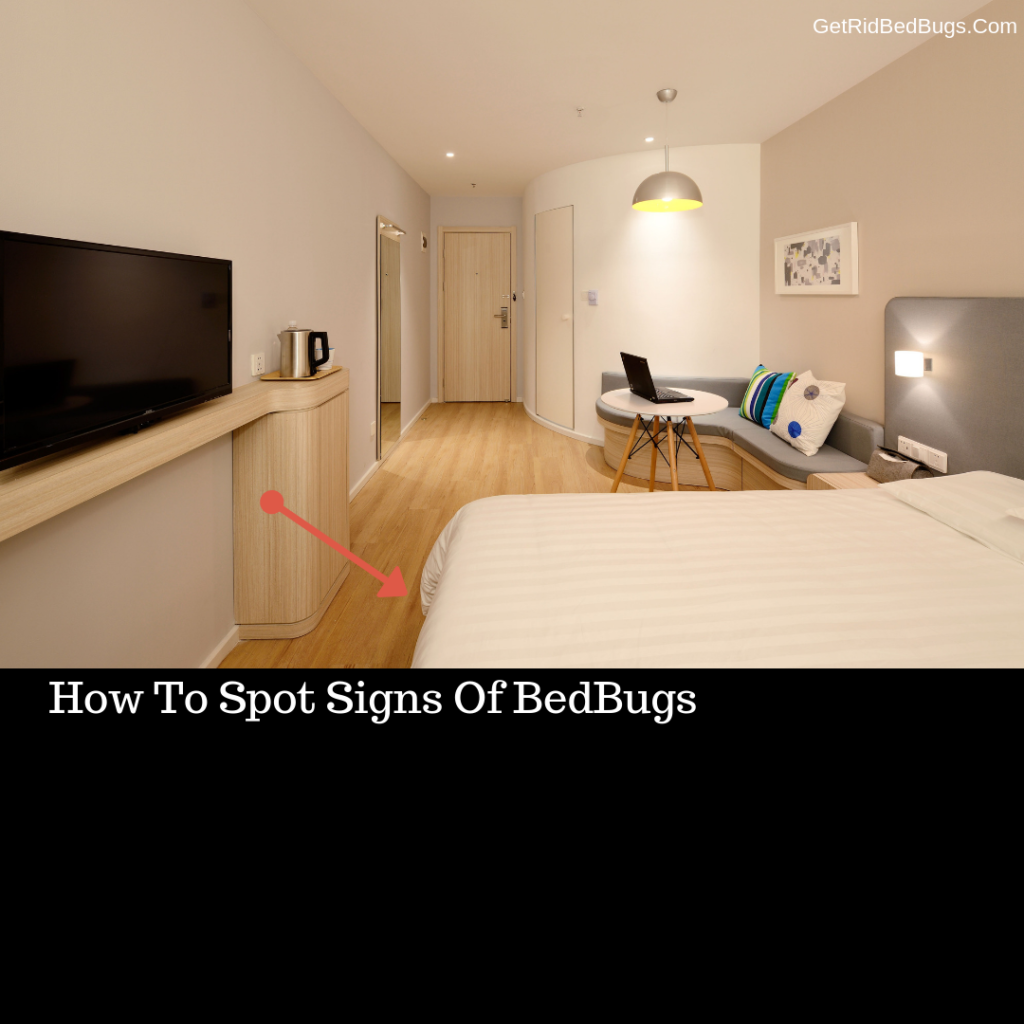 bed bug light