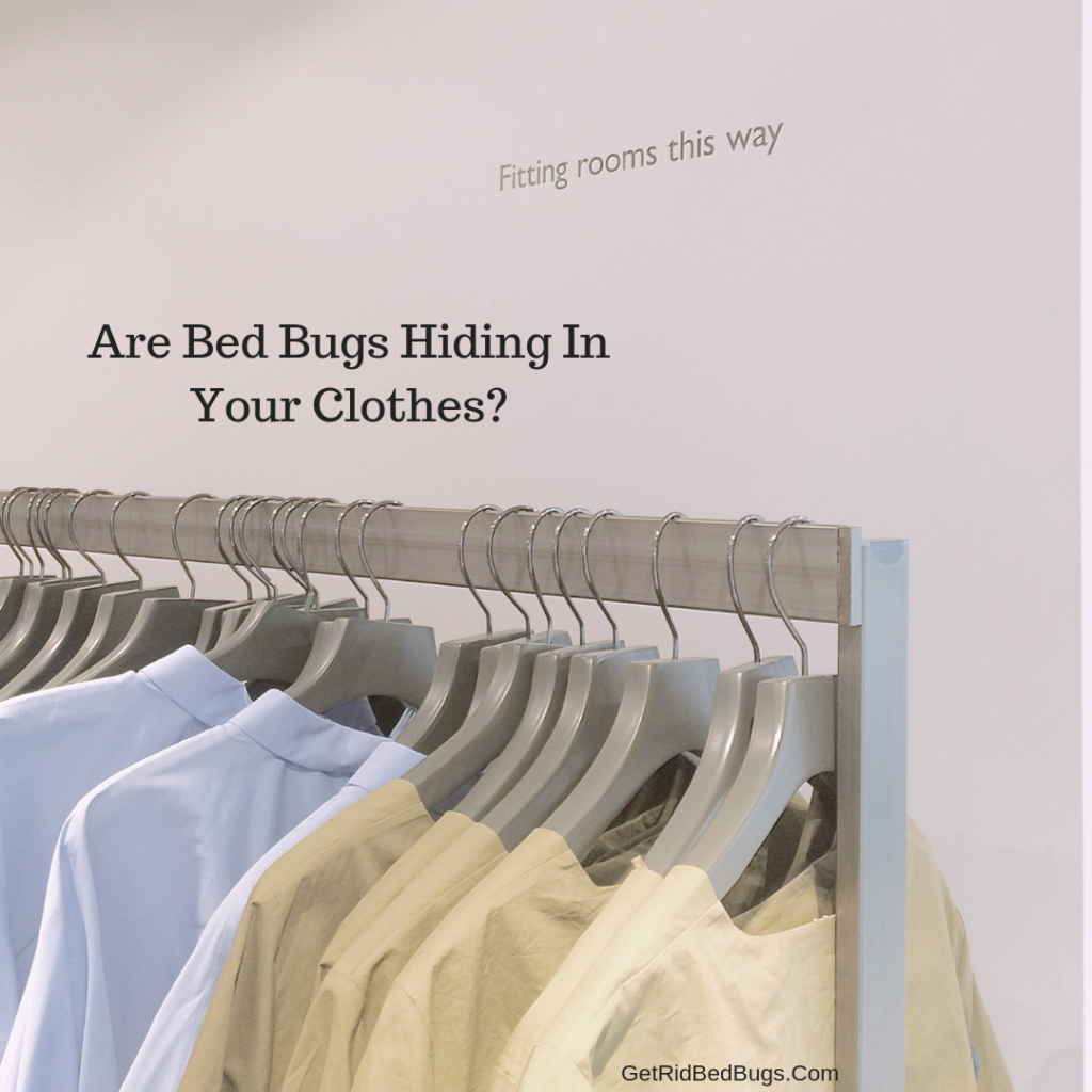 bed bug heat treatment