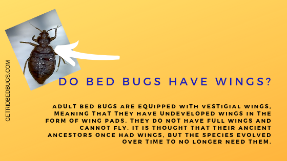 do bed bugs have wings