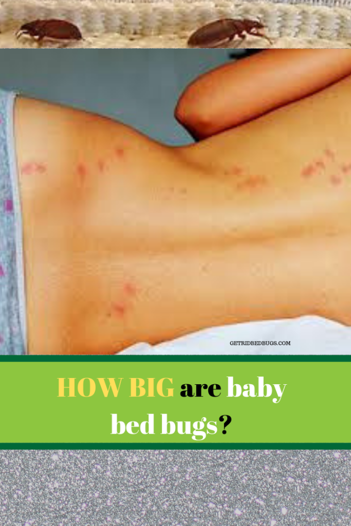 baby bed bugs