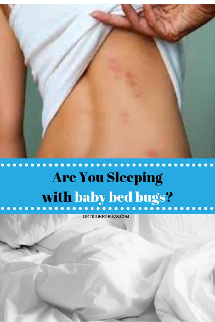 baby bed bugs