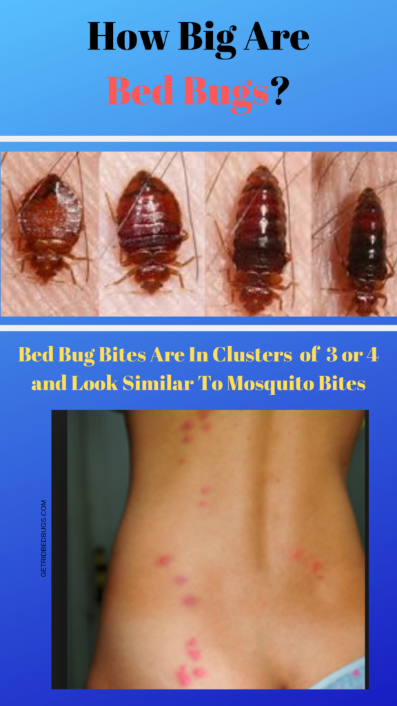 how big are bed bugs 