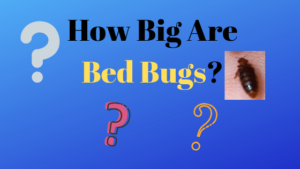 how big are bed bugs