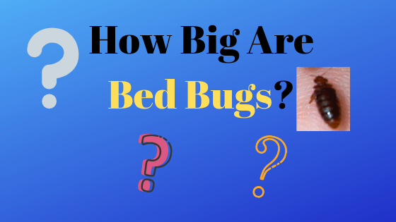 Size Of Bed Bugs Chart