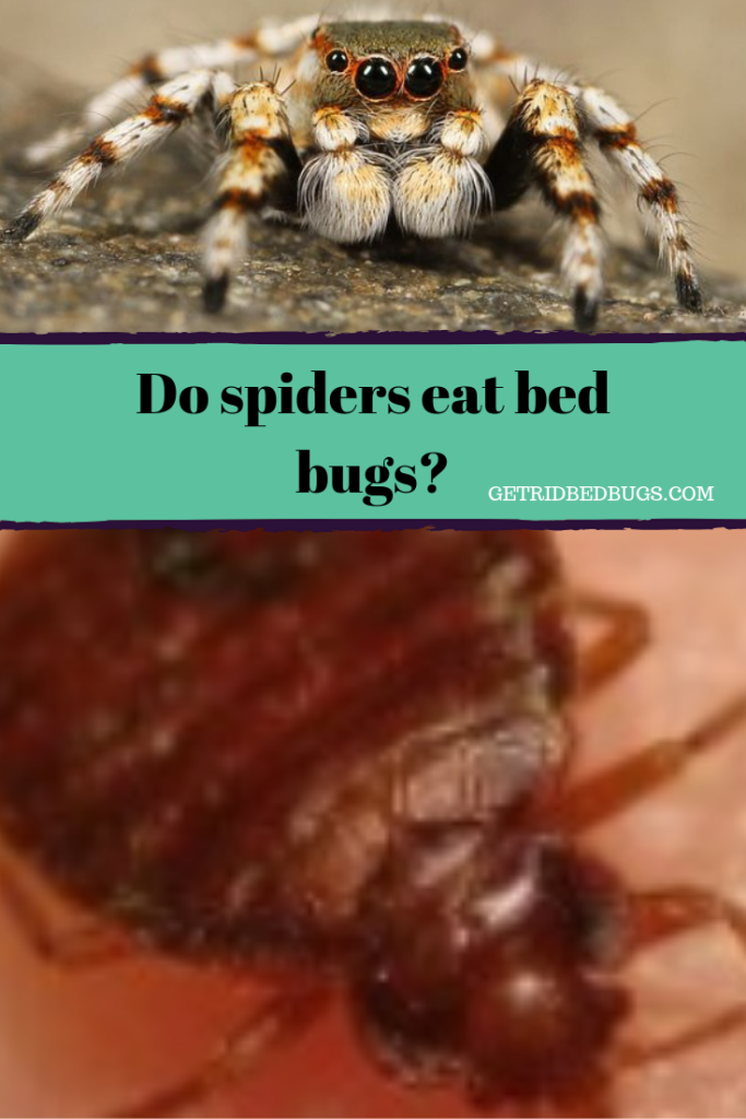 do spiders eat bed bugs