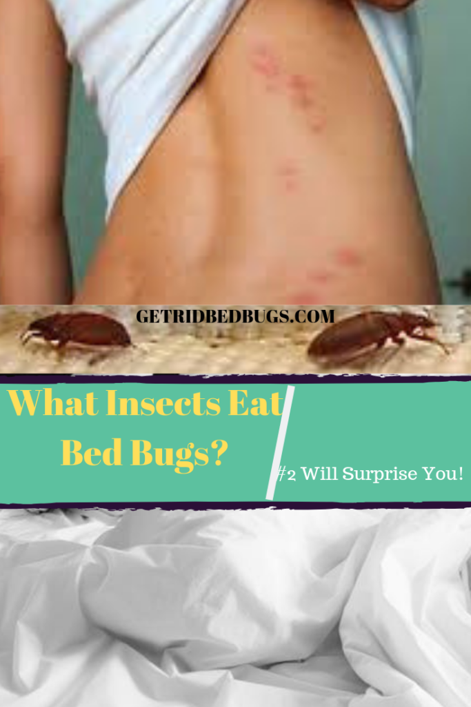 do spiders eat bed bugs