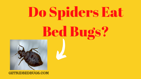 do spiders eat bed bugs