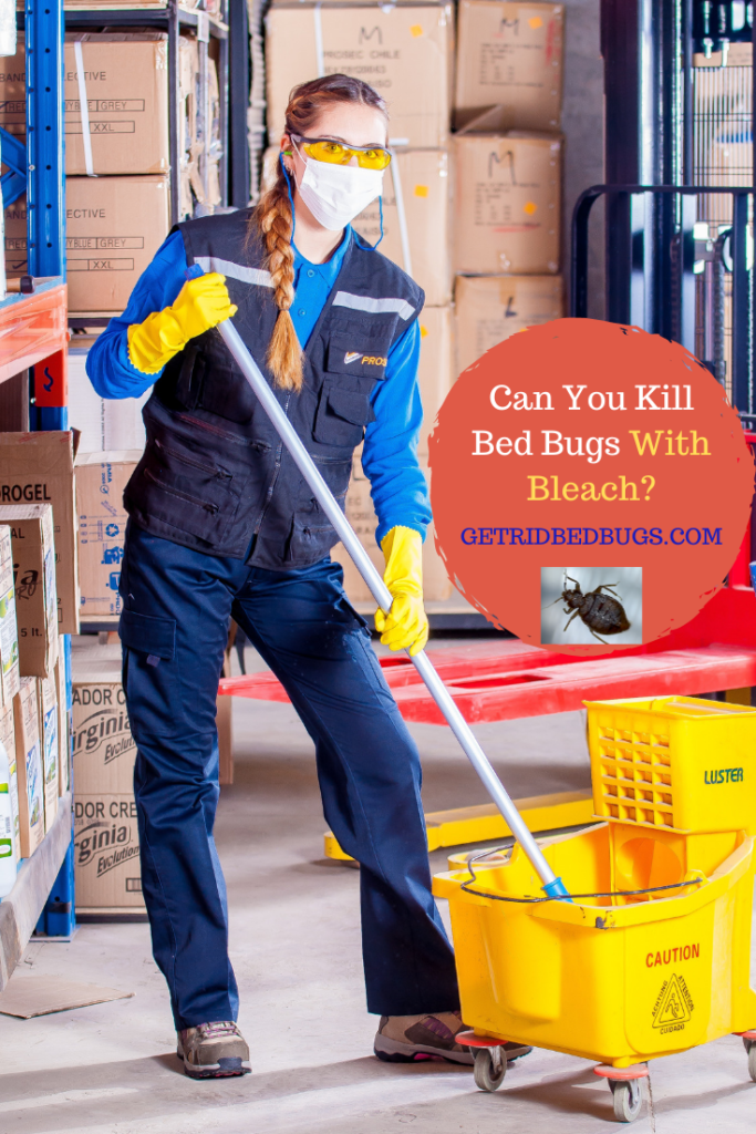 does bleach kill bed bugs