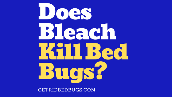 does bleach kill bed bugs