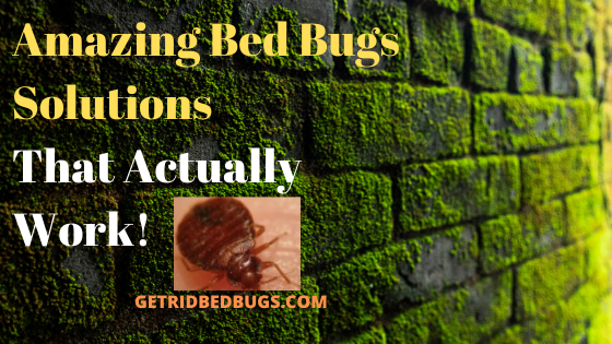 bed bugs solution