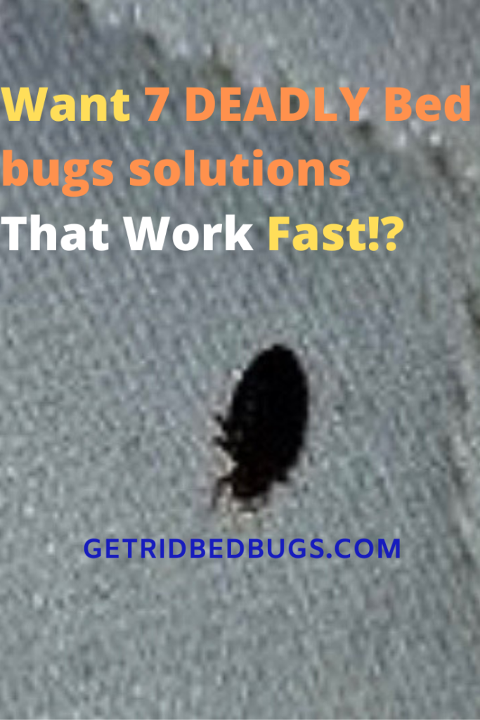 bed bugs solution