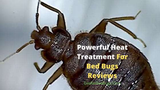 heat treatment for bed bugs reviews