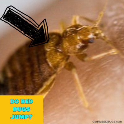 do bed bugs jump