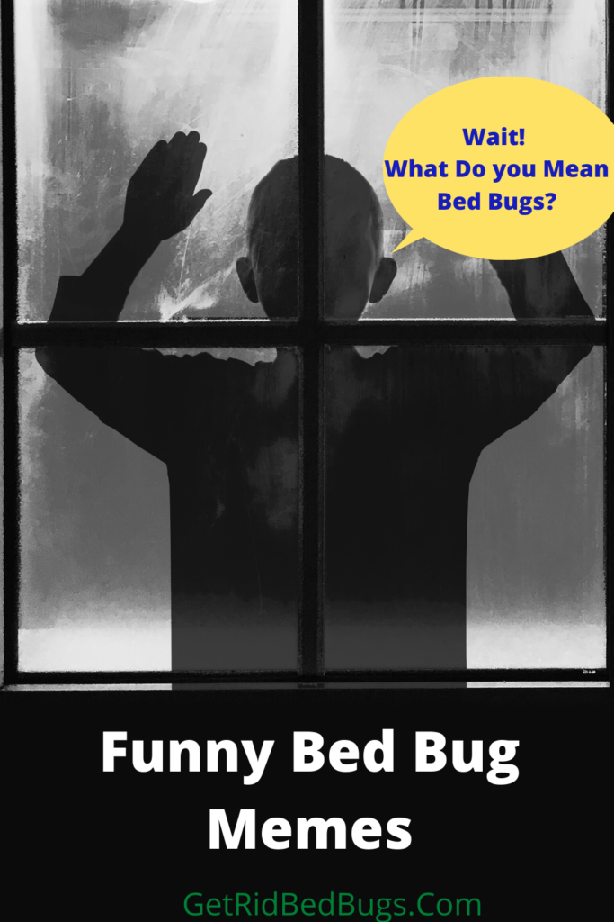 bed bug meme
