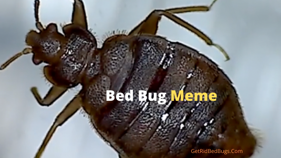 bed bug meme