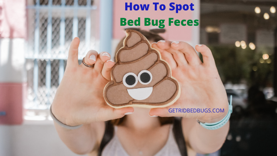 bed bug feces