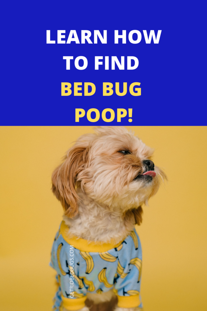 bed bug feces