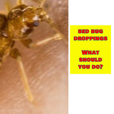 bed bug droppings