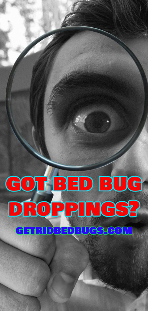 bed bug droppings