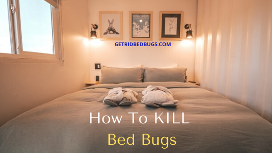 how to kill bed bugs