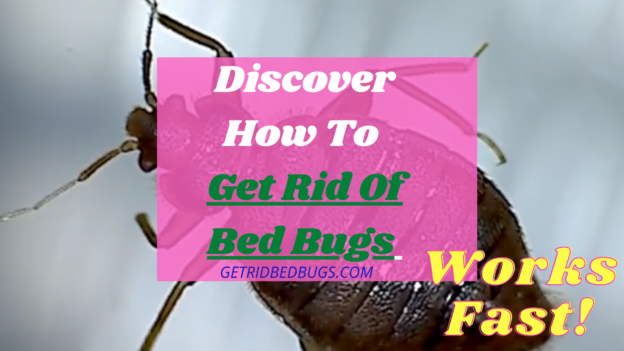 how to get rid of bed bugs fast