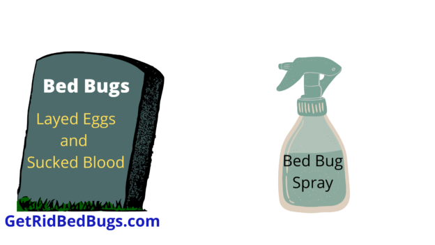 what kills bed bugs