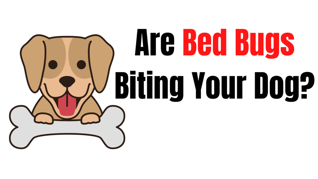 do bed bugs bite dogs