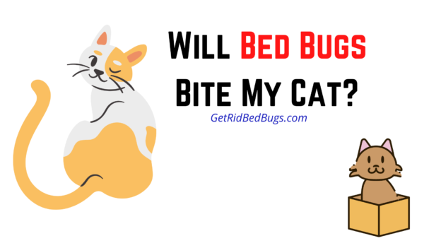 can bed bugs live in cat litter