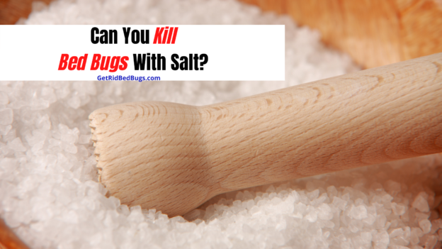 killing bed bugs with salt