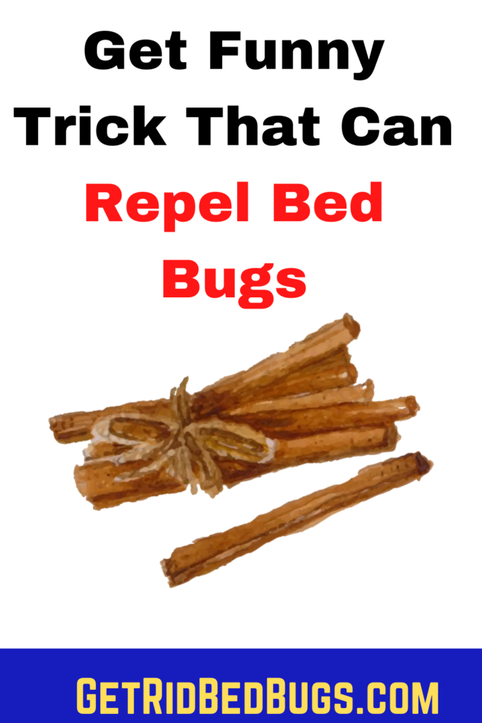 cinnamon for bed bugs
