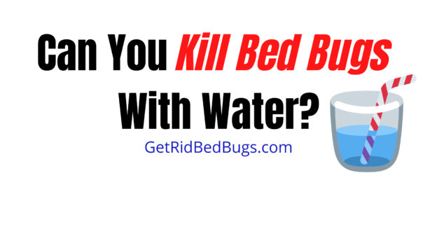 can bed bugs survive in water
