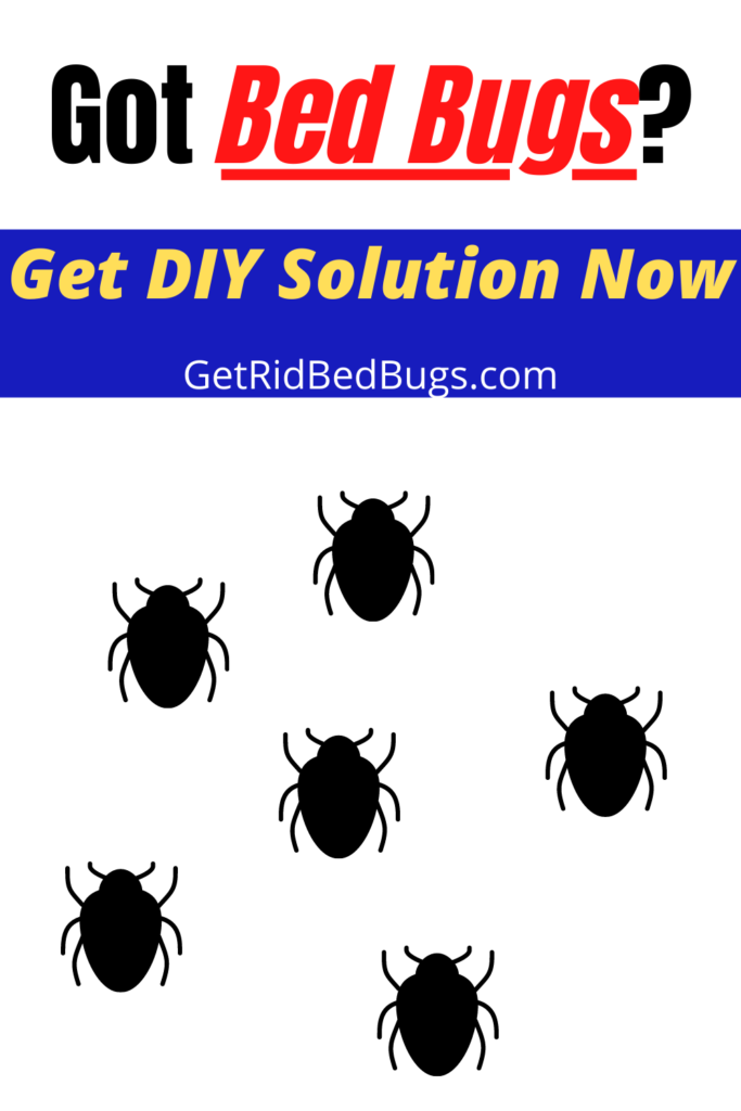 can bed bugs survive in water