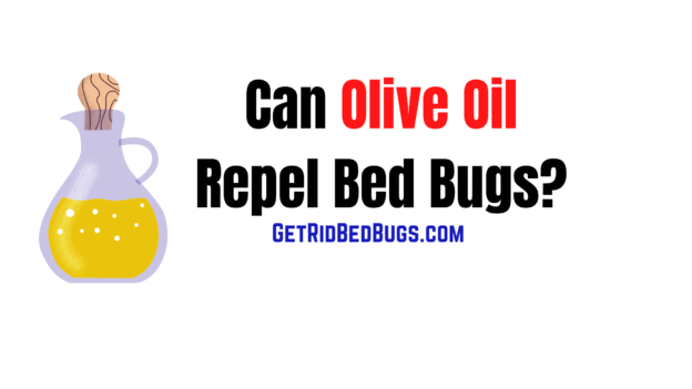 does olive oil repel bed bugs