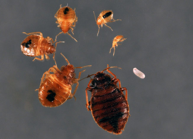 where do bed bugs live besides beds