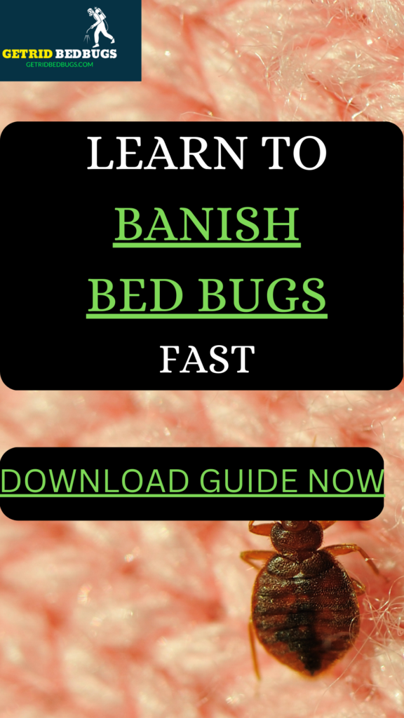 vacuum bed bugs